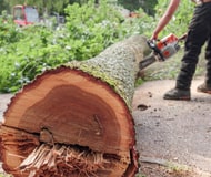 Abattage arbres et haies 44